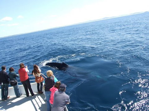 Moonshadow–TQC Cruises - New South Wales Tourism  1