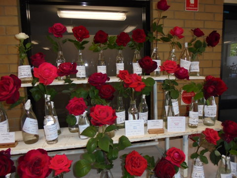 Anglican Spring Flower Show Gundagai - New South Wales Tourism  0