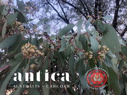 Antica Australis - Winter Fire Festival - New South Wales Tourism  0
