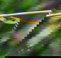 Be Welcomed by Wildlife at the Australian Wildlife Sanctuary - New South Wales Tourism 