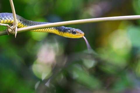 Be Welcomed By Wildlife At The Australian Wildlife Sanctuary - New South Wales Tourism  0