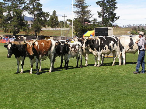 Brighton Show - New South Wales Tourism  0