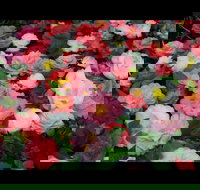 Camellia's Australia National Camellia Show - New South Wales Tourism 