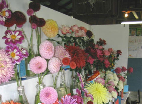 Dalgety Show - New South Wales Tourism  0