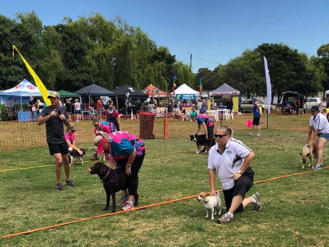 Dogs In The Park Orange - New South Wales Tourism  0