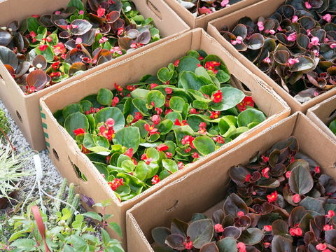 Iluka Markets - New South Wales Tourism  2