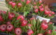 Junee Rotary Farmers Markets - thumb 0