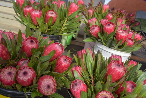 Junee Rotary Farmers Markets - New South Wales Tourism  0