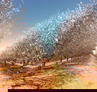 Mallee Almond Blossom Festival - New South Wales Tourism 