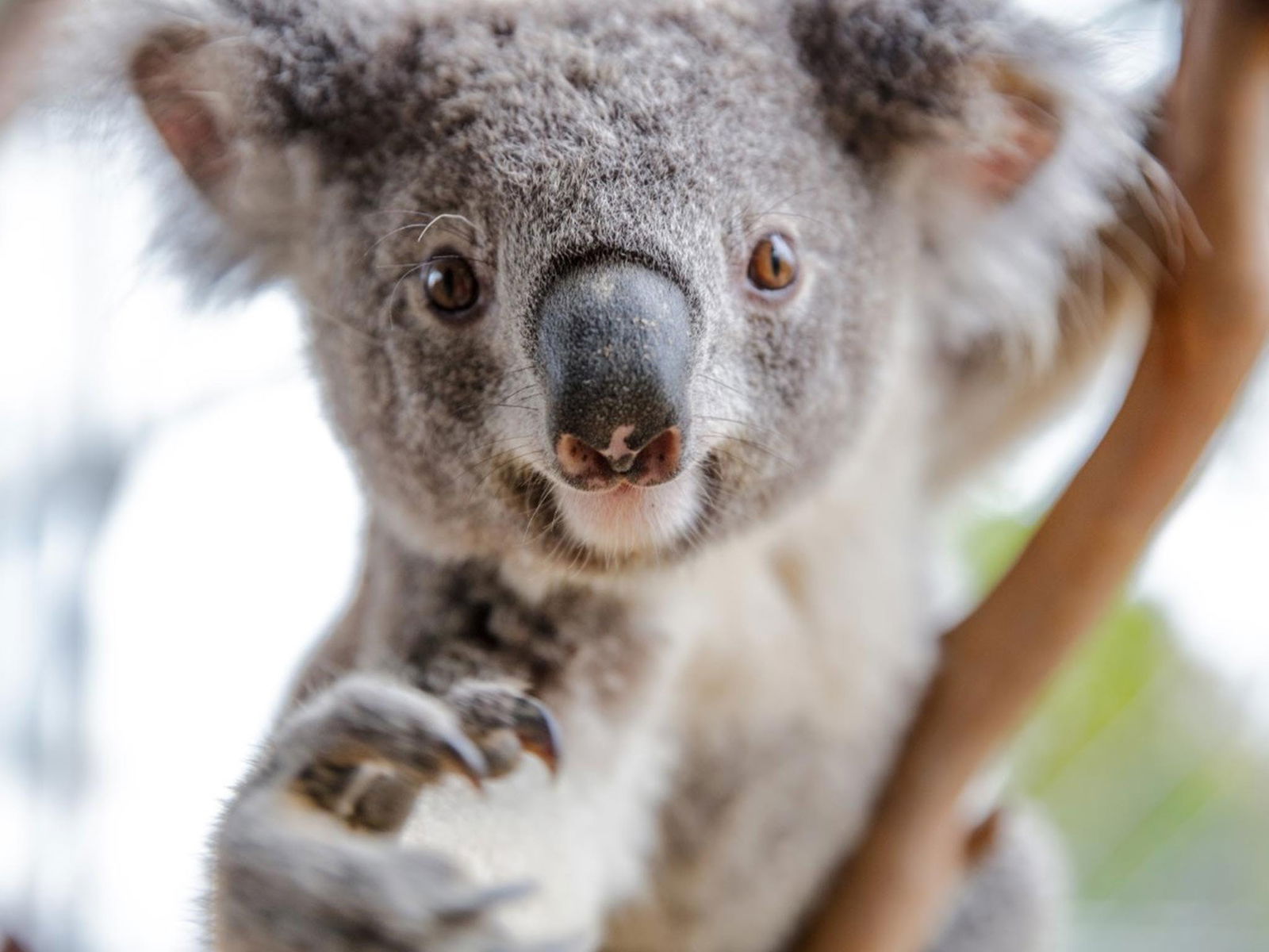  New South Wales Tourism 