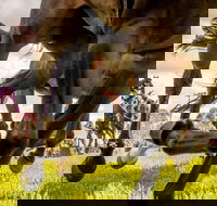 Night Markets and Race Day - New South Wales Tourism 