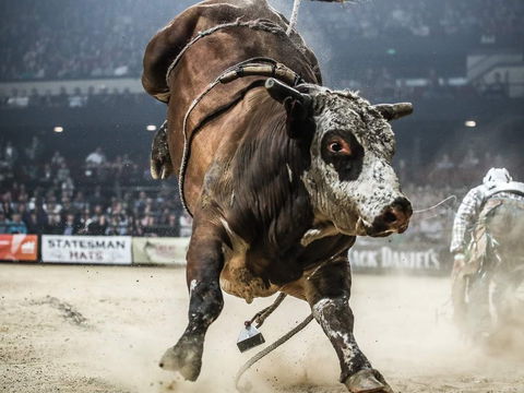 PBR Hawkesbury Stampede - New South Wales Tourism  1