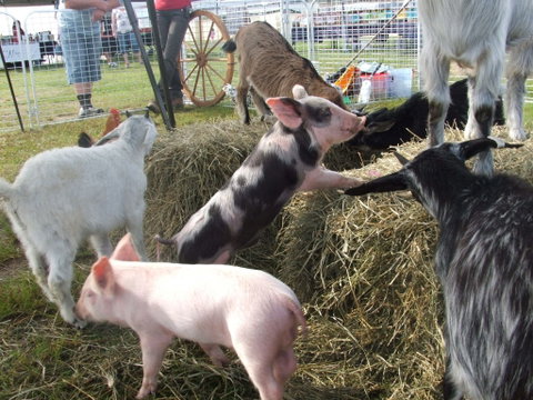 Primex Field Days - New South Wales Tourism  2