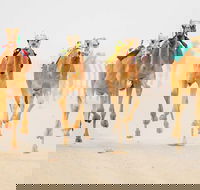 The Quirindi Camel Cup - New South Wales Tourism 