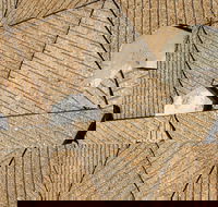 WA Now  Tom Mller Monolith Scores - Virtual Exhibition - New South Wales Tourism 