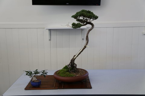 Wauchope Bonsai Workshop Group - New South Wales Tourism  0