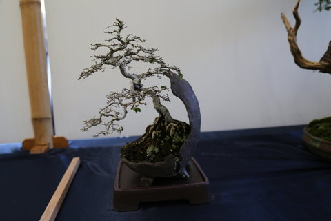 Wauchope Bonsai Workshop Group - New South Wales Tourism  1