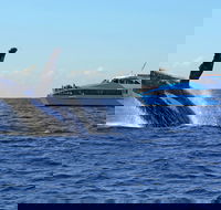 Whale Watching Cruises - New South Wales Tourism 