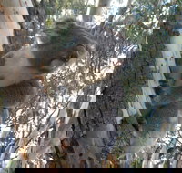 Annual Koala Count - New South Wales Tourism 