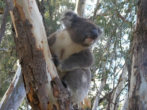 Annual Koala Count - New South Wales Tourism  0