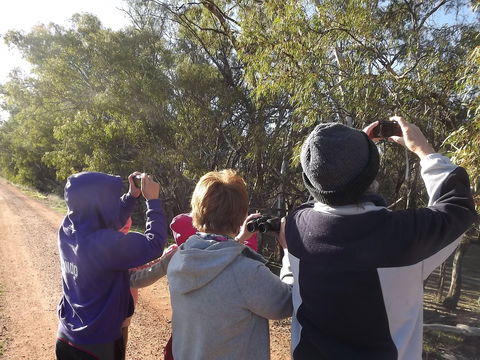 Annual Koala Count - New South Wales Tourism  1