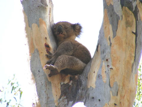Annual Koala Count - New South Wales Tourism  2