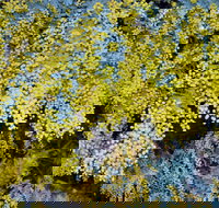 Australian Wattle Day  the Old Bus Depot Markets - New South Wales Tourism 