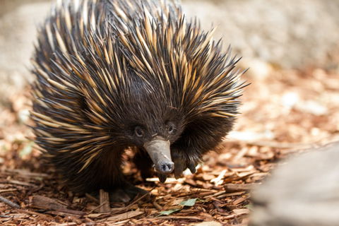 Aussie Wildlife Course - October Condensed Weekend Course - New South Wales Tourism  0
