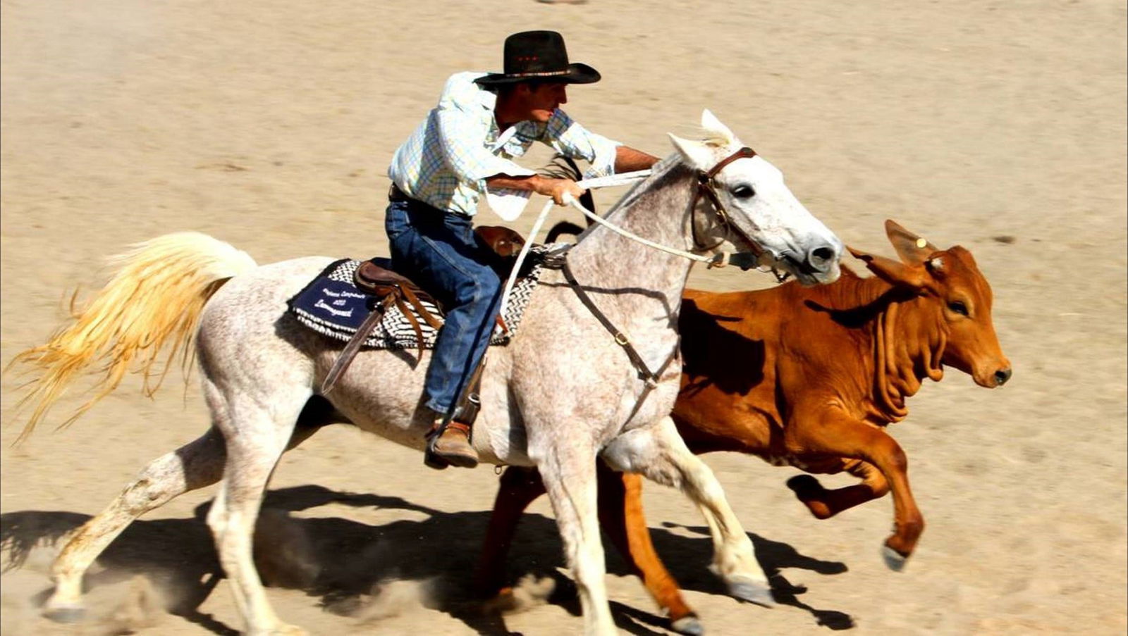 Wills QLD New South Wales Tourism 