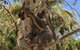 Conservation Volunteers Australia Townsville - Beach Scrub Conservation - thumb 1