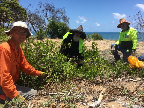 Conservation Volunteers Australia Townsville - Beach Scrub Conservation - New South Wales Tourism  2