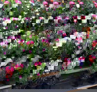 Culburra Beach Monthly Markets - New South Wales Tourism 