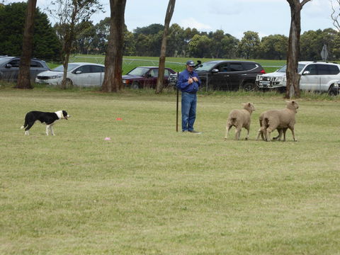 Dean Sheepdog Trials - Old Sniff Classic - New South Wales Tourism  0