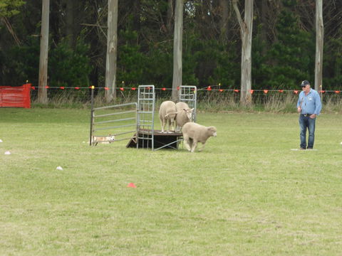 Dean Sheepdog Trials - Old Sniff Classic - New South Wales Tourism  2