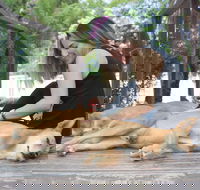 Dingo Den Discovery Experience - New South Wales Tourism 