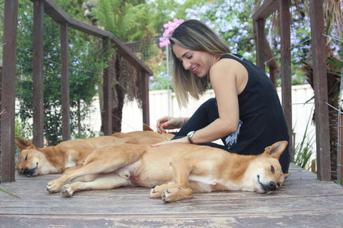 Dingo Den Discovery Experience - New South Wales Tourism  0