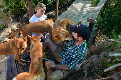 Dingo Den Discovery Experience - New South Wales Tourism  1