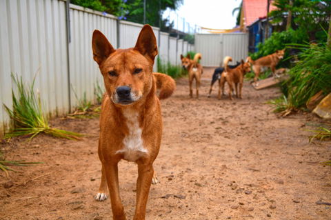 Dingo Den Discovery Experience - New South Wales Tourism  2