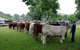 Dorrigo Agricultural Show - thumb 0