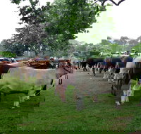 Dorrigo Agricultural Show - New South Wales Tourism 