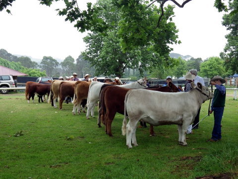 Dorrigo Agricultural Show - New South Wales Tourism  0