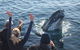 Eden Whale Festival - thumb 0