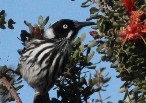 Esperance Wildflower Festival - New South Wales Tourism  0