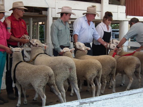 Glen Innes Pastoral And Agricultural Show - New South Wales Tourism  2