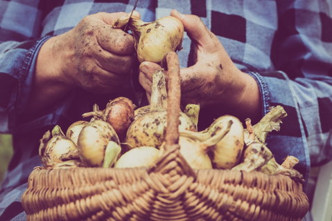 Grafton Farmers Market - New South Wales Tourism  0