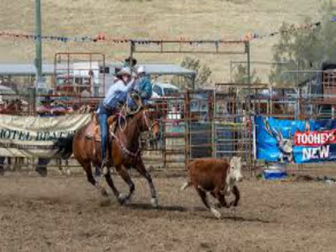 Gresford  Campdraft And Rodeo - New South Wales Tourism  1