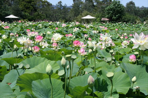 Lotus Flower Season - New South Wales Tourism  0