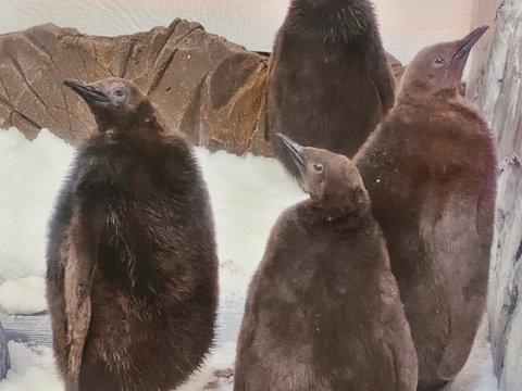 Meet Fluffy Friends At SEA LIFE Melbourne Aquarium These School Holidays - New South Wales Tourism  0