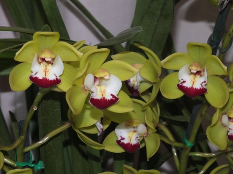 Orchids Out West - New South Wales Tourism  1