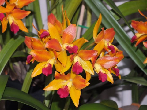 Orchids Out West - New South Wales Tourism  2